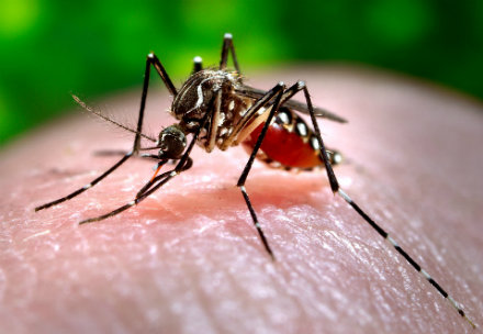 Life Insurance and Zika Disease - Mosquito